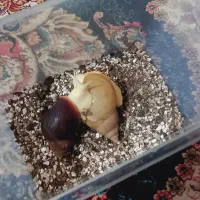 دو عدد حلزون بالغ