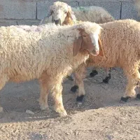بره نر|حیوانات مزرعه|جیرفت, |دیوار