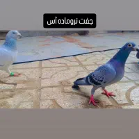 ماده پولک|پرنده|مشهد, کوشش|دیوار