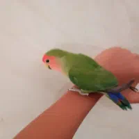 طوطی برزیلی