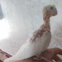 جوجه عروس