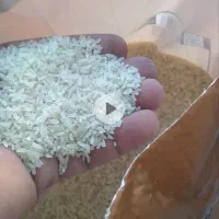 برنج نیمدانه تامیما