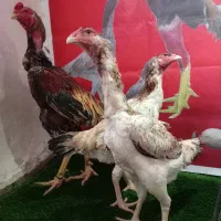 تخم مرغ نطفه دار اوشامو وارداتی ازین مولدا