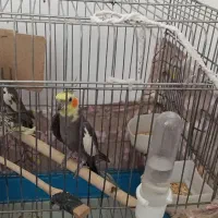 عروس هلندی مولد همراه جوجه