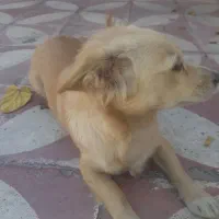 پامر روباهی