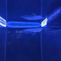 آکواریوم و ماهیان زینتی|ماهی|شیراز, کوشک میدان|دیوار