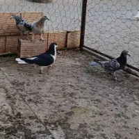 کفتر هفرنگ خطی|پرنده|شال, |دیوار