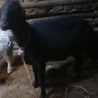 قوچ فری|حیوانات مزرعه|صوفیان, |دیوار