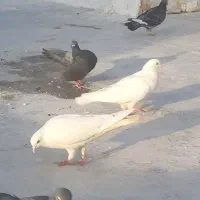 کفتر پرشی آس