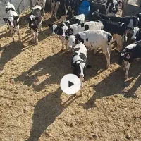 گوساله قطع شیر