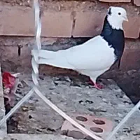 کفتر کبوتر