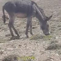 الاغ نر جوان