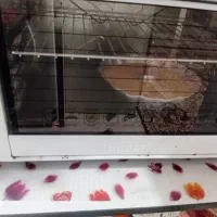 توستر برتینو کاملا سالم همراه با جوجه گردان