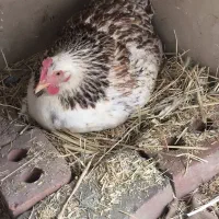 مرغ کرچ با سه جوجه یکی از جوجه ها لاری هست