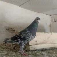 کوهی نر