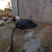 بوقلمون،اردک، جوجه خروس|حیوانات مزرعه|آبیک, |دیوار