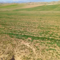 زمین کشاورزی|فروش زمین و ملک کلنگی|خواجه, |دیوار