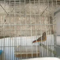 سهره هایه کهنه بخون|پرنده|تبریز, |دیوار