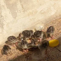 جوجه بوقلمو