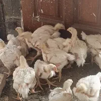 جوجه گوشتی سالم ۳۰ روزه|حیوانات مزرعه|مشهد, شهرک مهرگان|دیوار