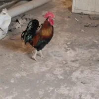 خروس اصیل عربی
