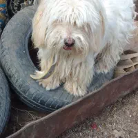 سگگ اصل شیتزو|سگ|خوی, |دیوار