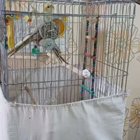 عروس هلندی باجوجه و فنچ