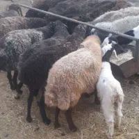 میش بیابانی