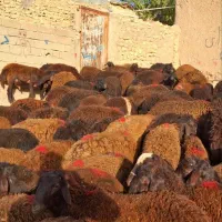 78راس بره نر قزل
