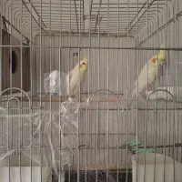 عروس هلندی مولد باسلام جوجه