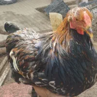 معاوضه خروس و مرغ / تخم نطفه دار