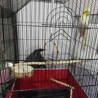 عروس هلندی لوتینو با قفس