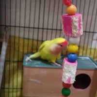 طوطی برزیلی به شرط ماده کامل آماده جفت گیری