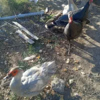 مزرعه حیوانات|حیوانات مزرعه|مشگین شهر, |دیوار