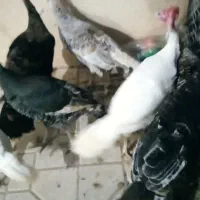 فروش بوقلمون وتخم نطفه دار