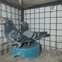 کفتر پلاکی مسافتی|پرنده|مشهد, شهرک مهرگان|دیوار