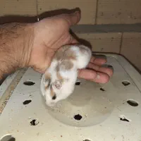 همستر|موش و خرگوش|یاسوج, |دیوار