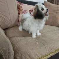 سگ کوتاه ۵ماهه