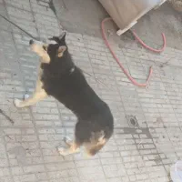 سگ هاسکی نر