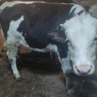 سهتاگاو نر|حیوانات مزرعه|اردبیل, |دیوار