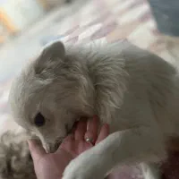 فروش سگ ب قیمت توافقی