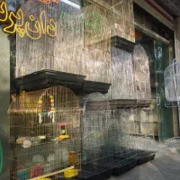 پرنده مرغ عشق