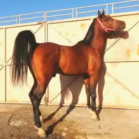 نریون سیلمی