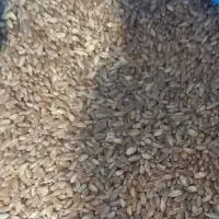 فروش گندم سه دهه
