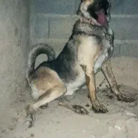 سگ پژدر|سگ|آشخانه, |دیوار