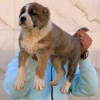 سگ آلابای روس نگهبان گارد آینده