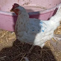 مرغ550