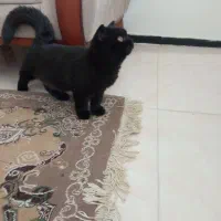 گربه اسکاتیش ماده