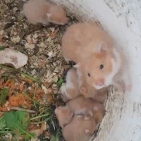 همستر|موش و خرگوش|بهبهان, |دیوار