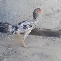 جوجه لاری|حیوانات مزرعه|مشهد, جاهد شهر|دیوار